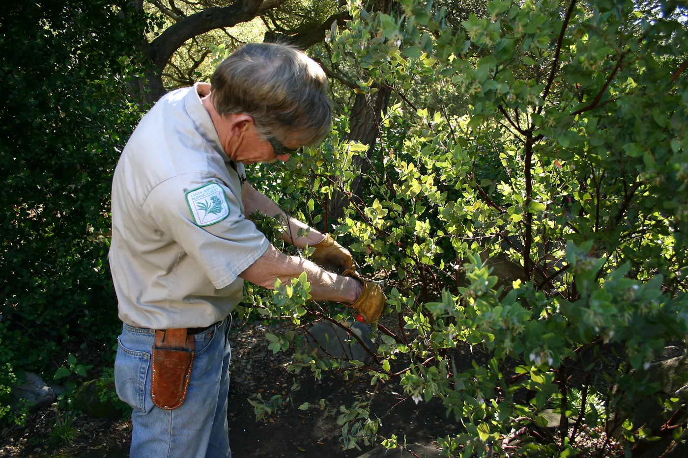 Jay Kendall pruning