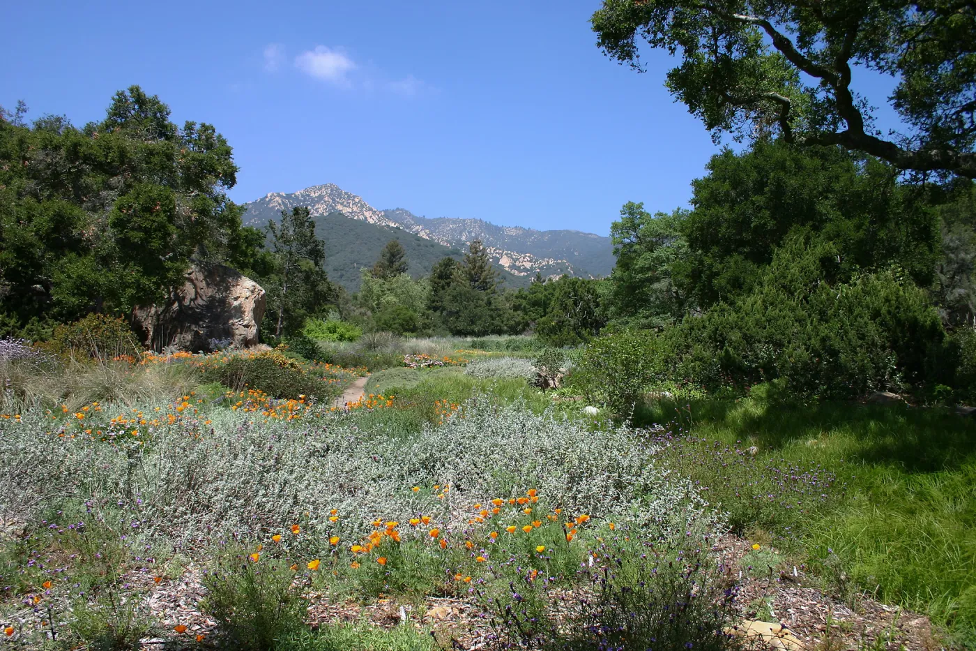 Groundcover Display and Meadow