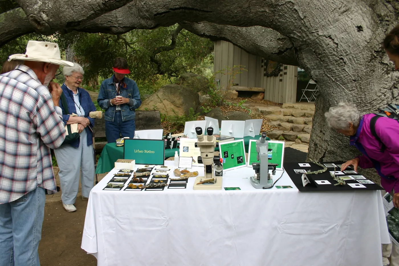 BioBlitz, Lichen Station