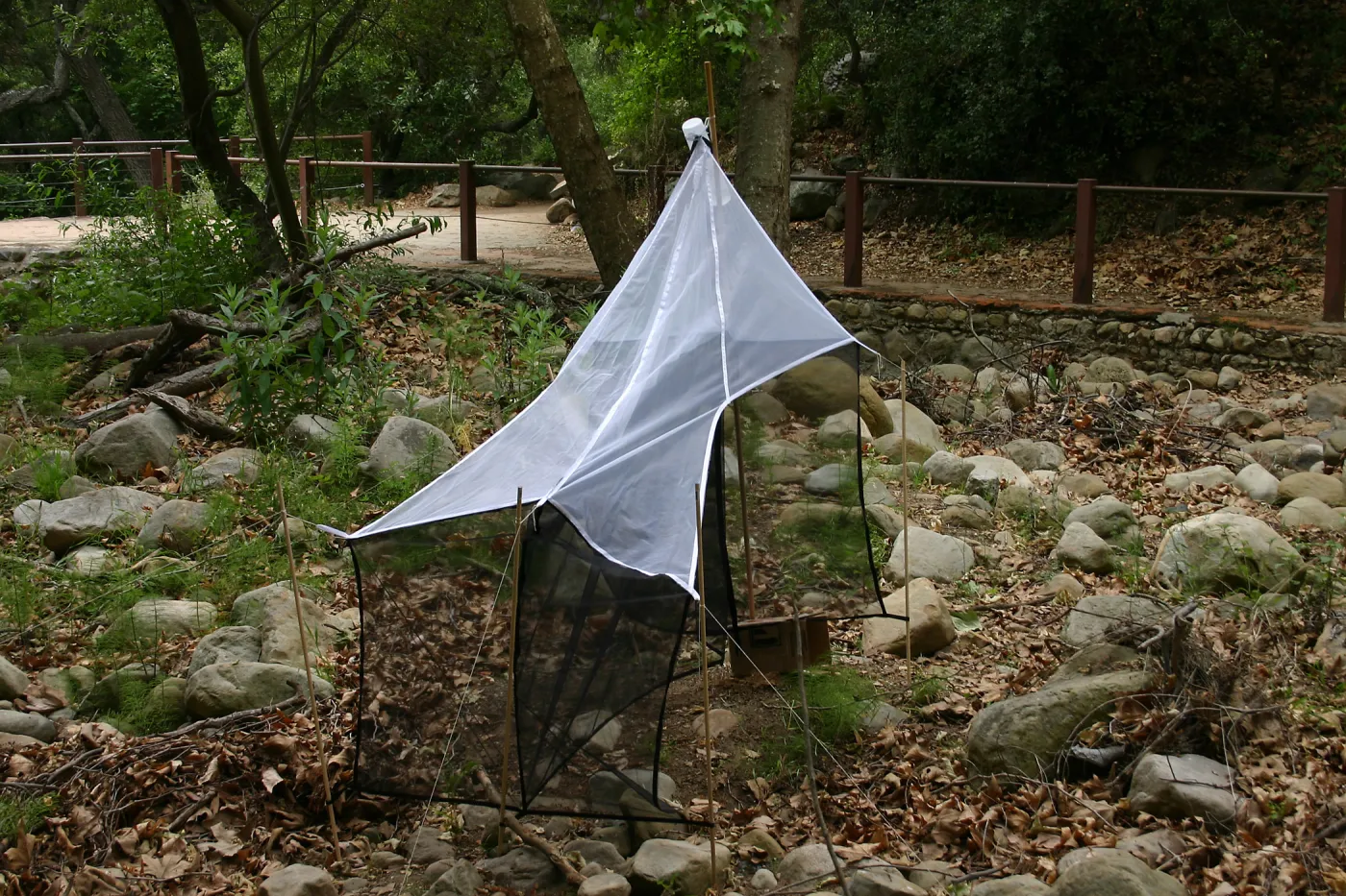 BioBlitz, Redwood section