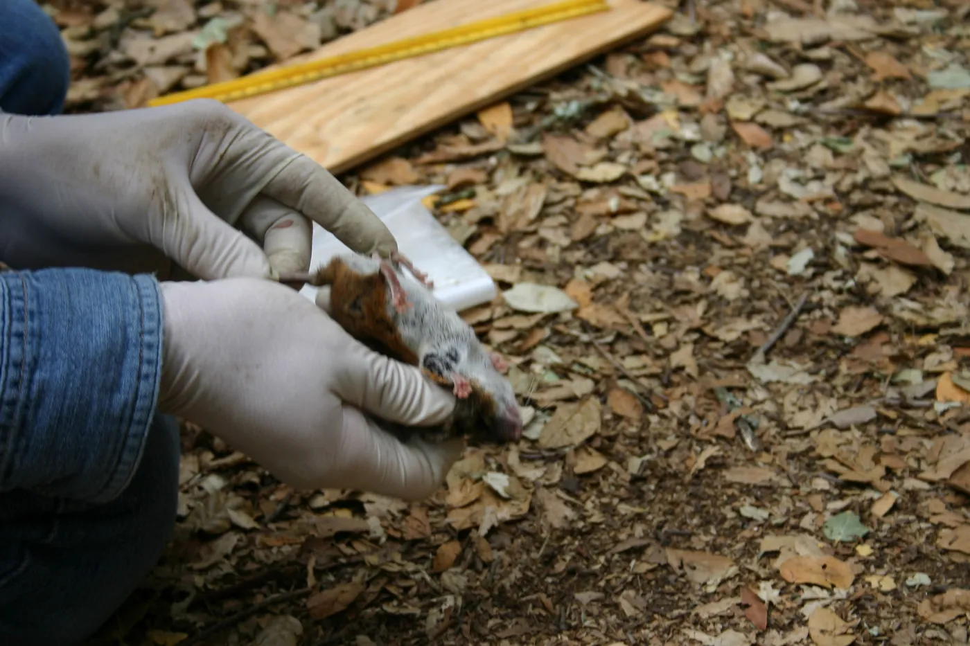 BioBlitz, examining a wood rat
