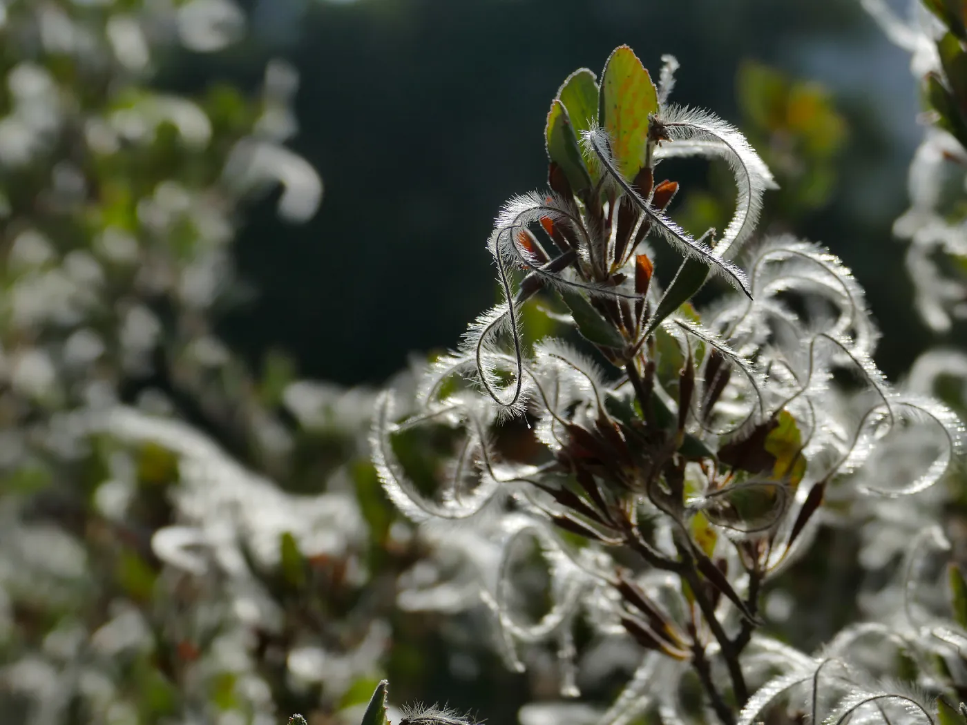 Mountain mahogany