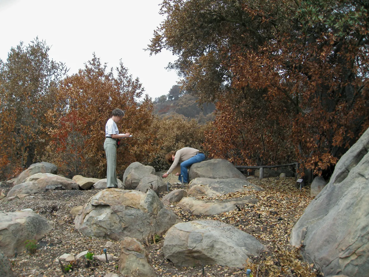 Ingrid Kaper and Betsy Collins checking plant labels after the Jesusita Fire