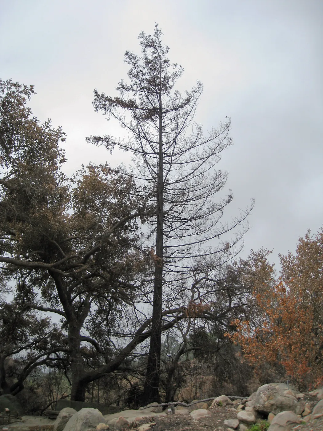Burned tree at Canyon edge of the Rock Garden after the Jesusita Fire