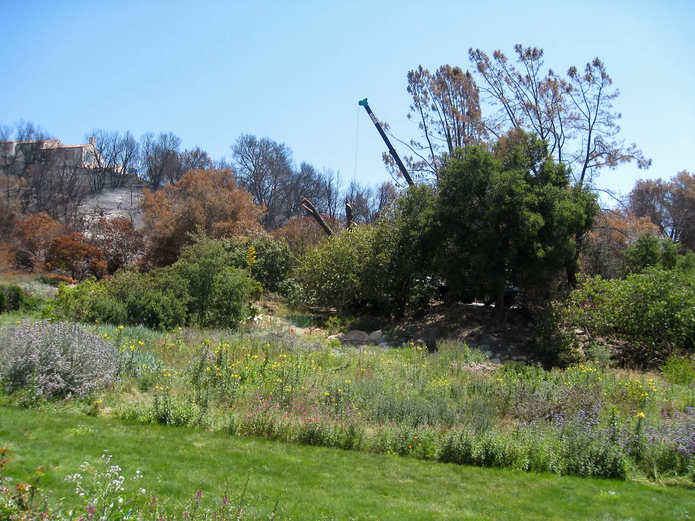 Removal of leaning gray pine