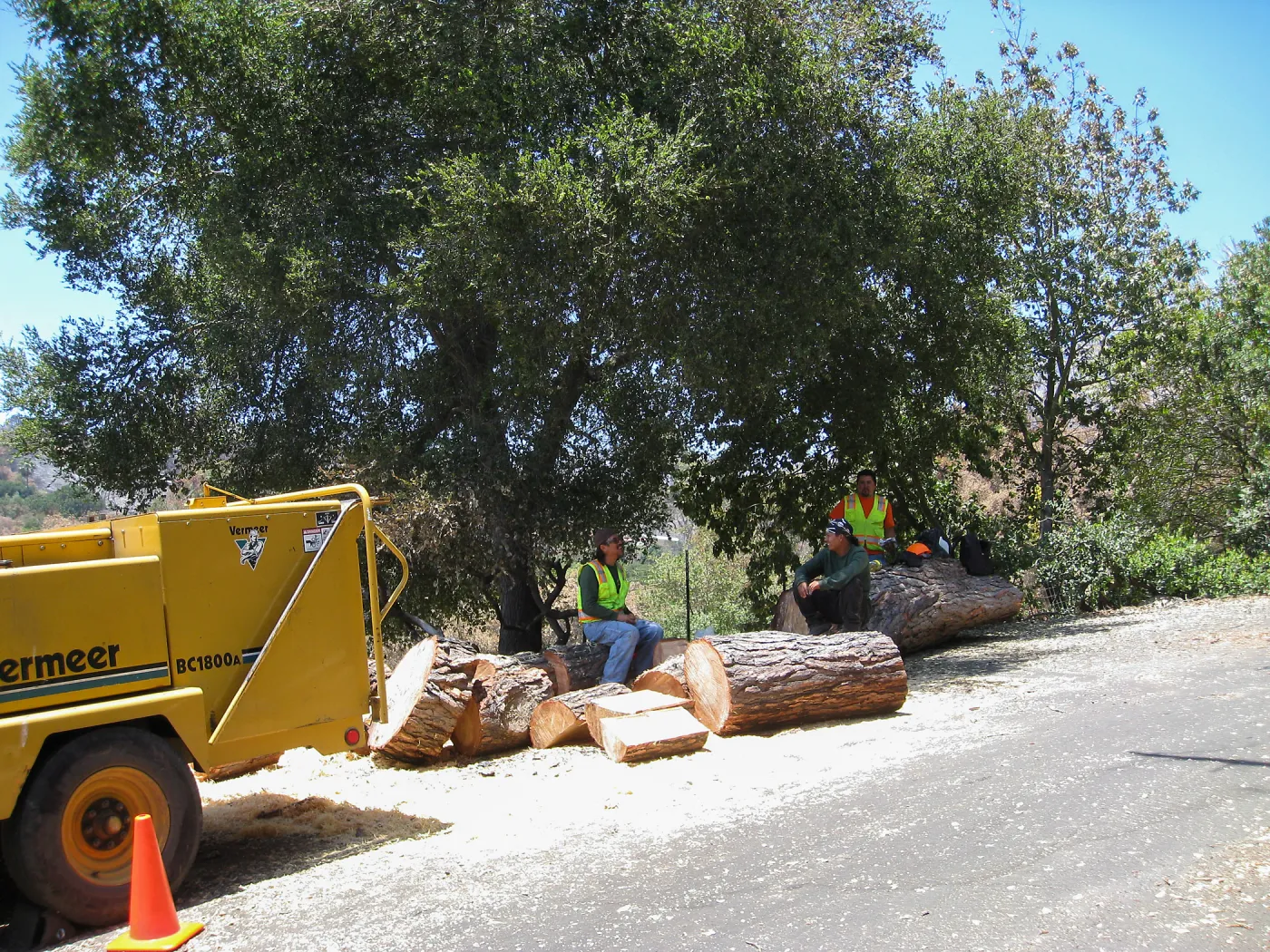 Removal of leaning gray pine