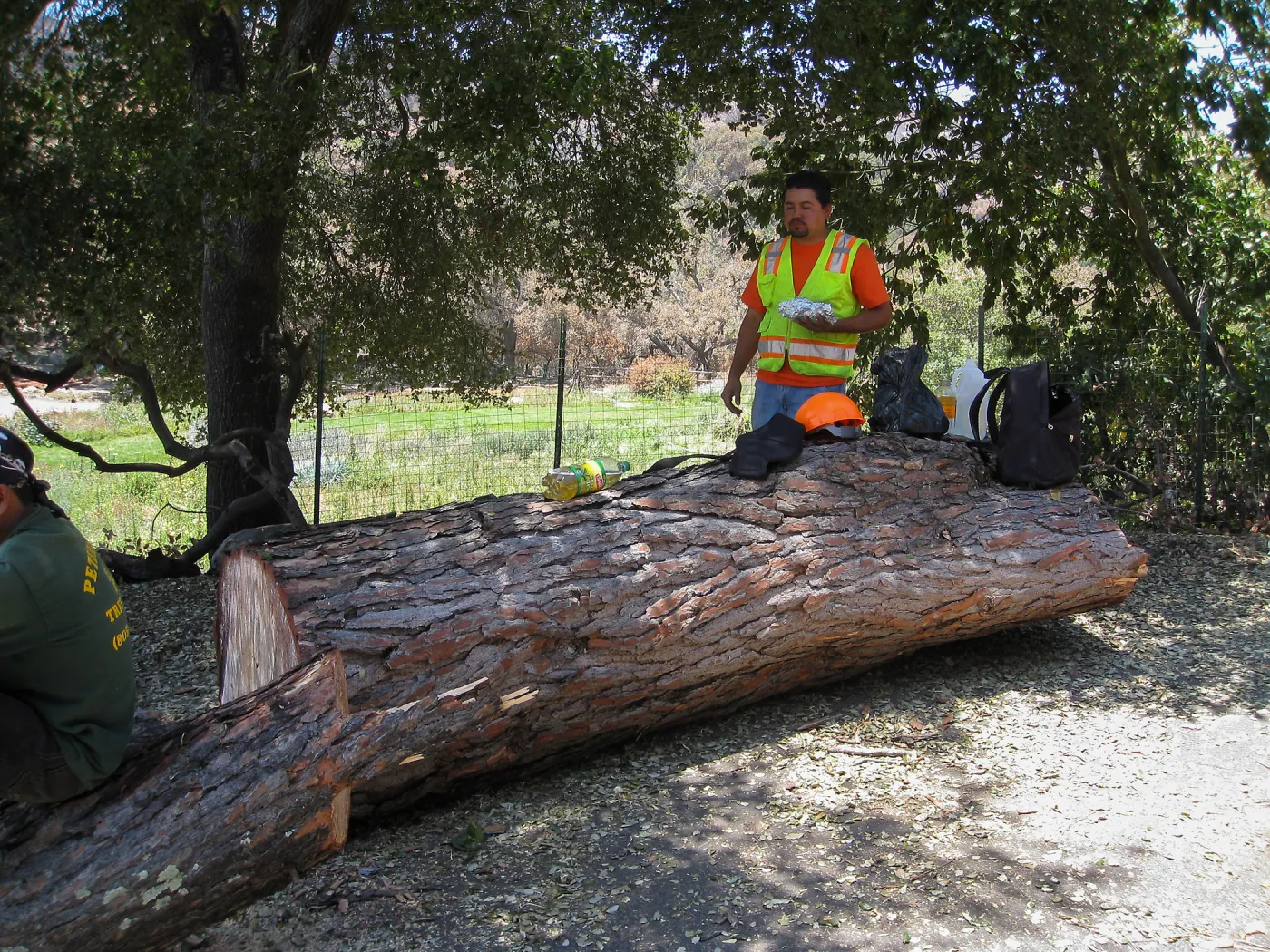 Removal of leaning gray pine