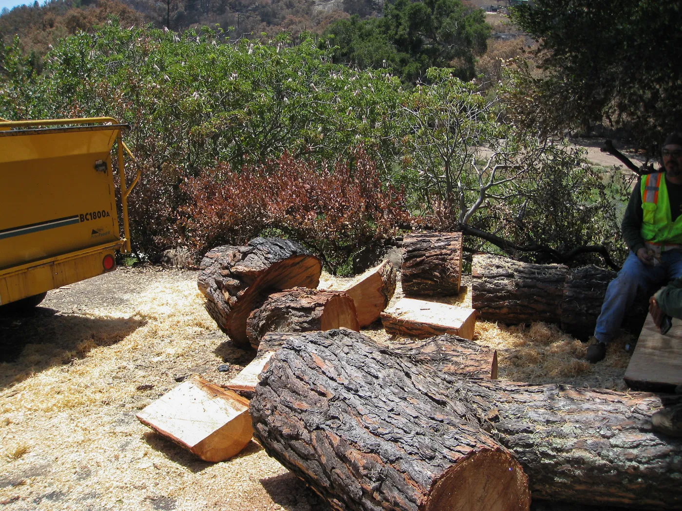 Removal of leaning gray pine