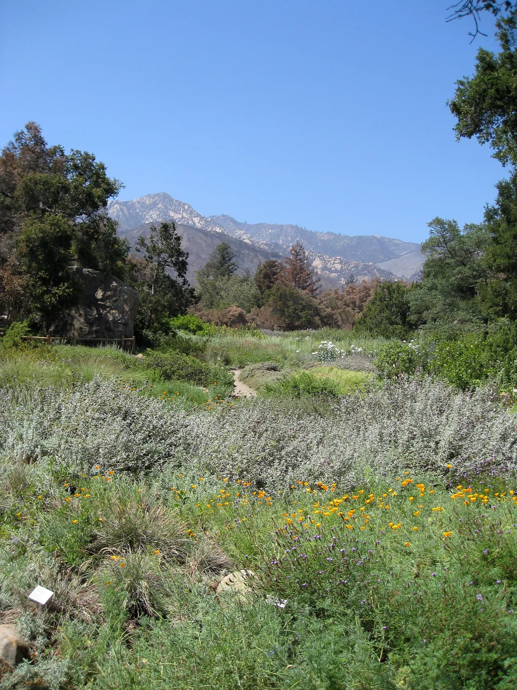Groundcover Section, Meadow, and Arlington Peak