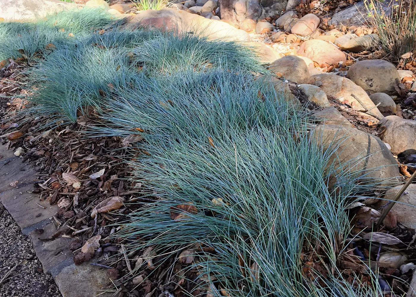 Festuca â€˜Patrick's Point'