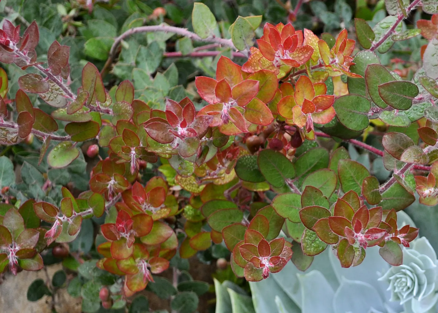 John Dourley Manzanita