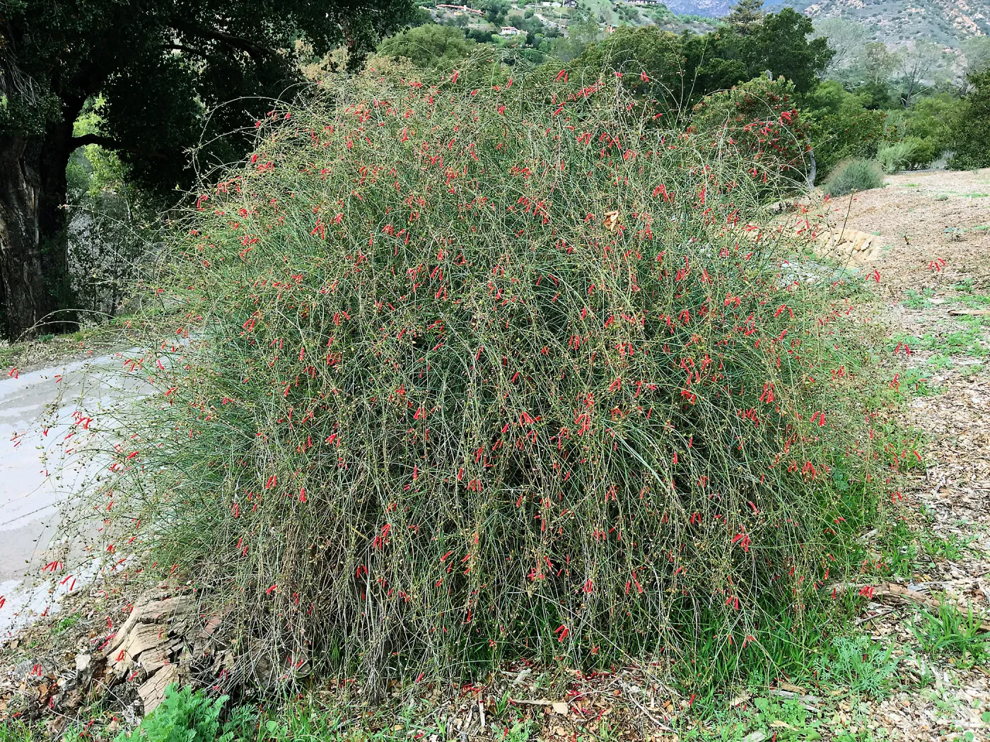 Gran CaÃ±on Bush Snapdragon (Gambelia)