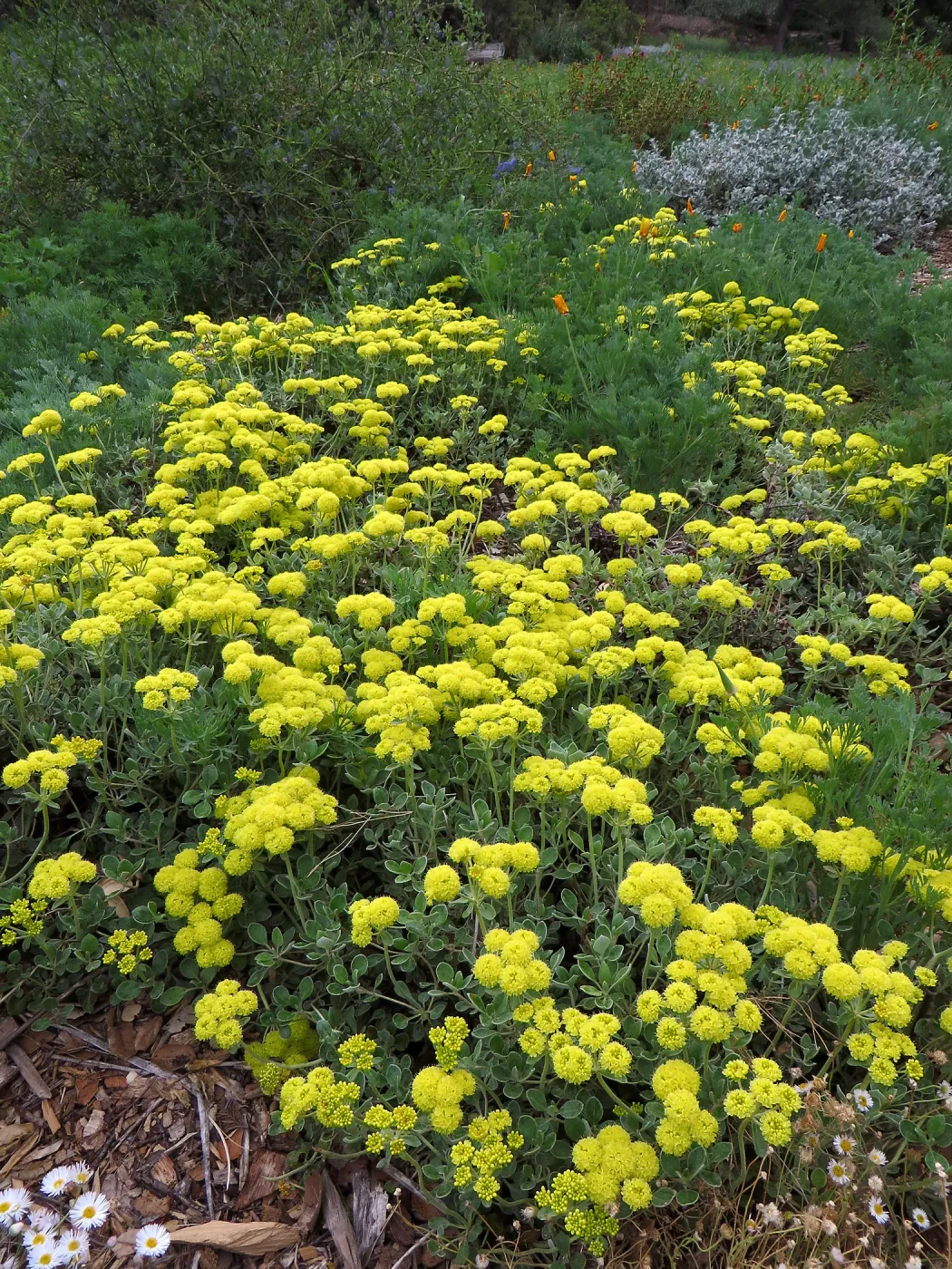 Sulfur Buckwheat, Shasta Sulphur