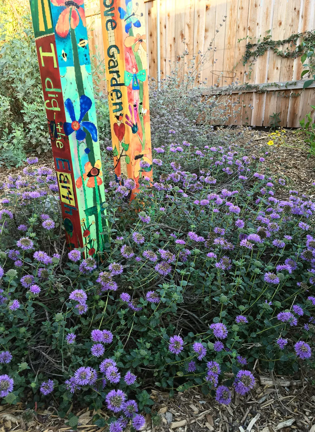 Russian River Coyote Mint