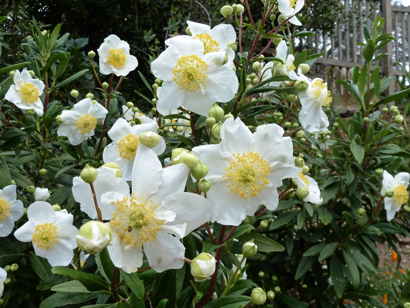 Bush-anemone