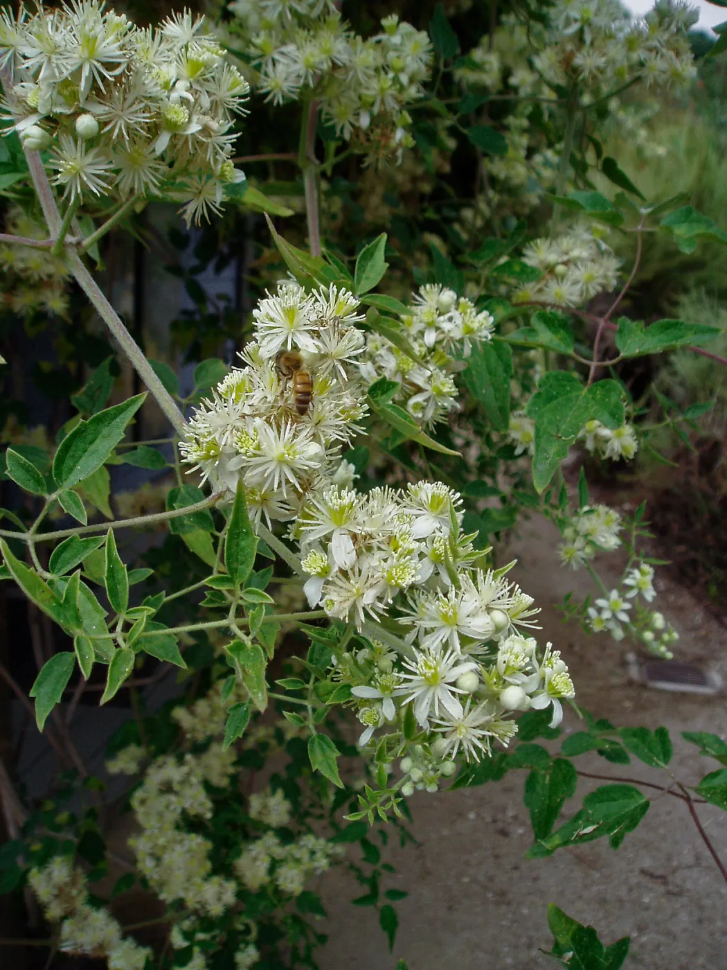 Virgin's Bower