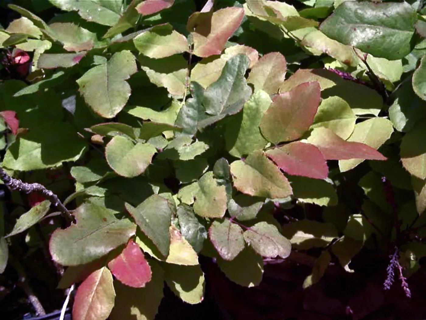 Berberis repens new growth