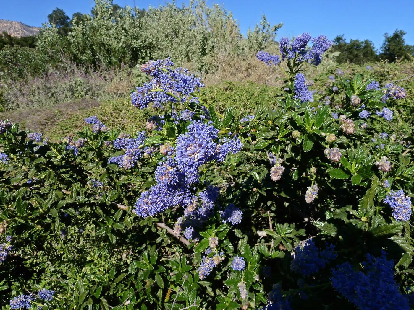 Joyce Coulter Ceanothus