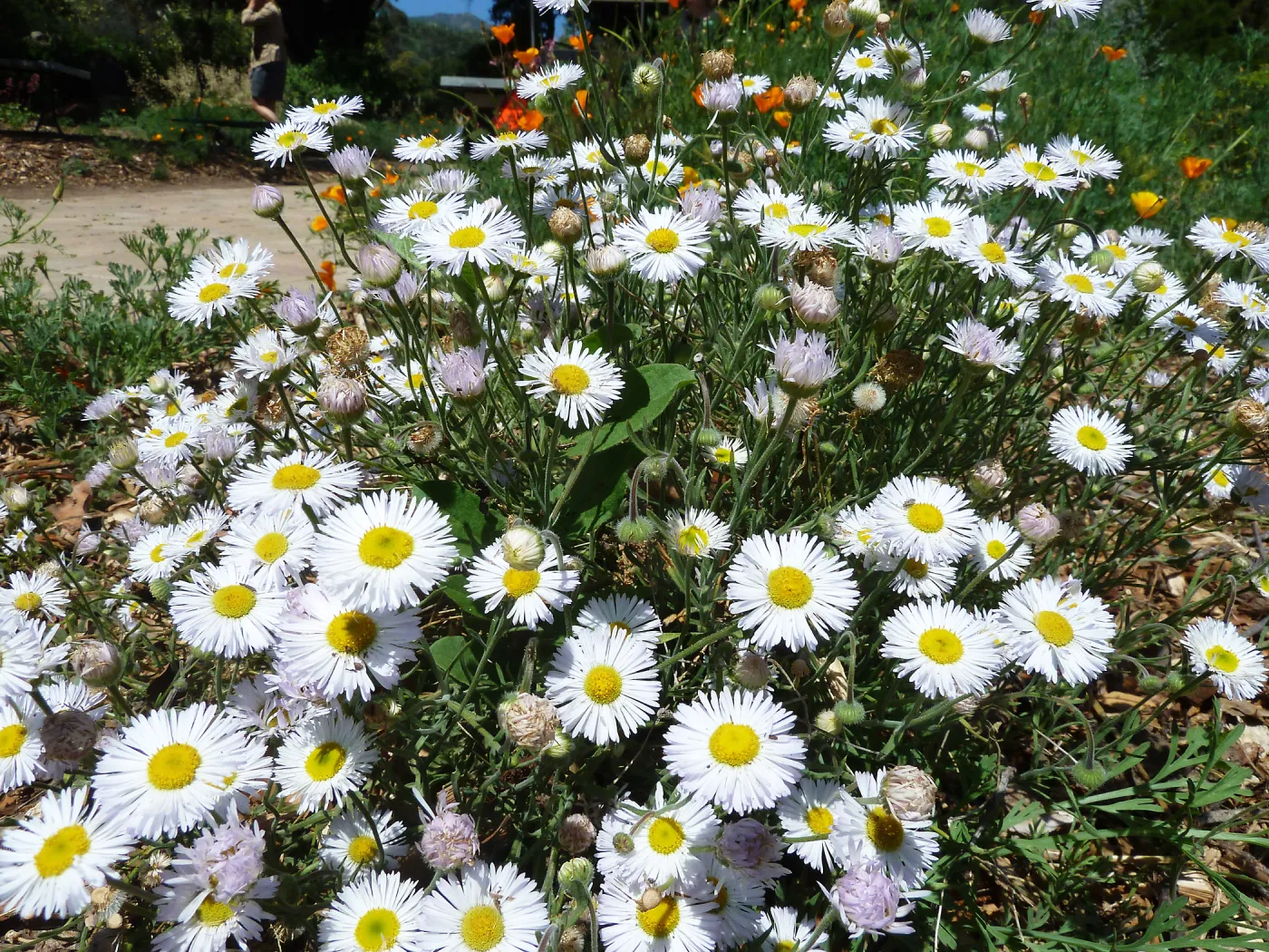 Erigeron divergens