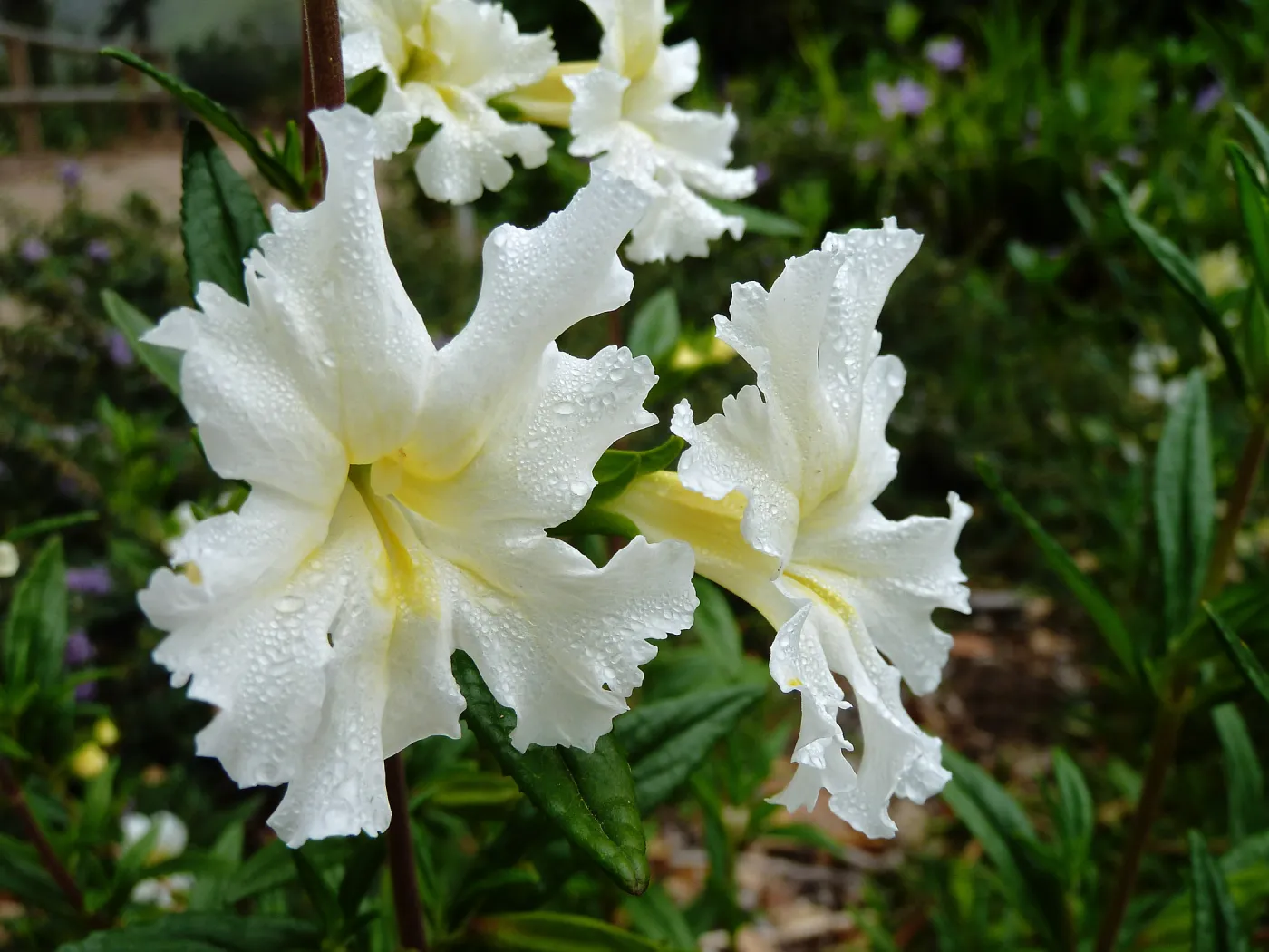 Jelly Bean White Mimulus