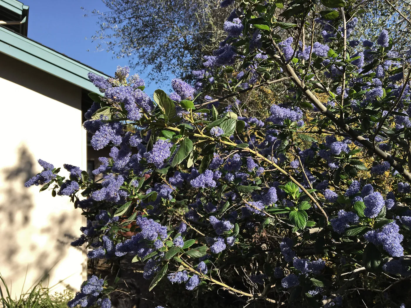 Ray Hartman Ceanothus