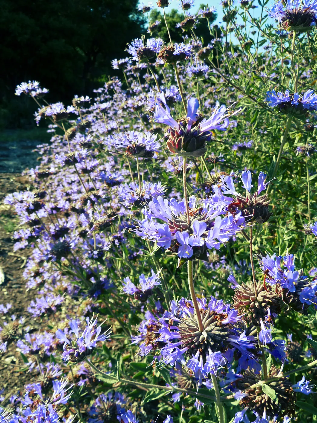 Allen Chickering Sage