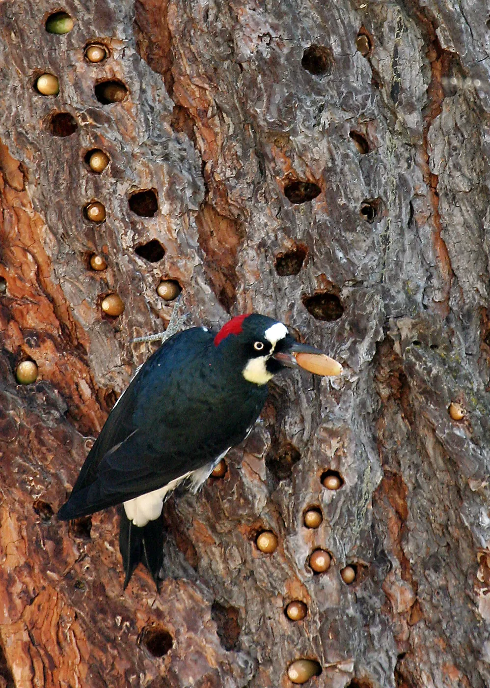 Acorn Woodpecker Storing Acorns in Ponderosa Pine, Angel's Camp, CA. First place winner in 2011 photo contest Wildlife category