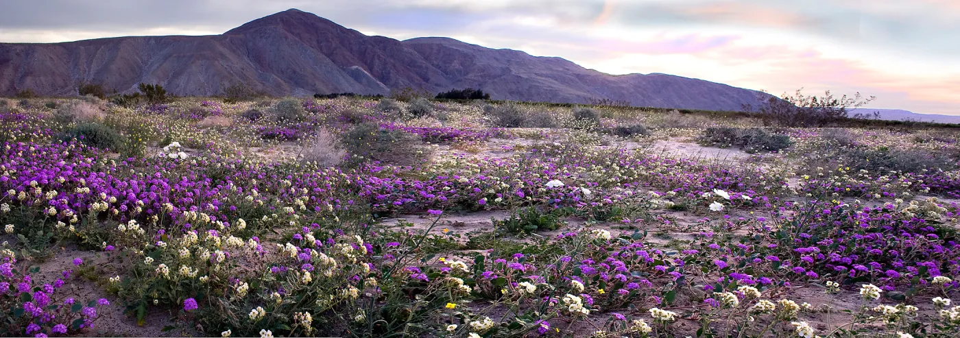 Coyote Creek Wildflowers at Dawn, Anza Borrego State Park. Second place winner in 2011 photo contest landscape category.Second place winner in 2011