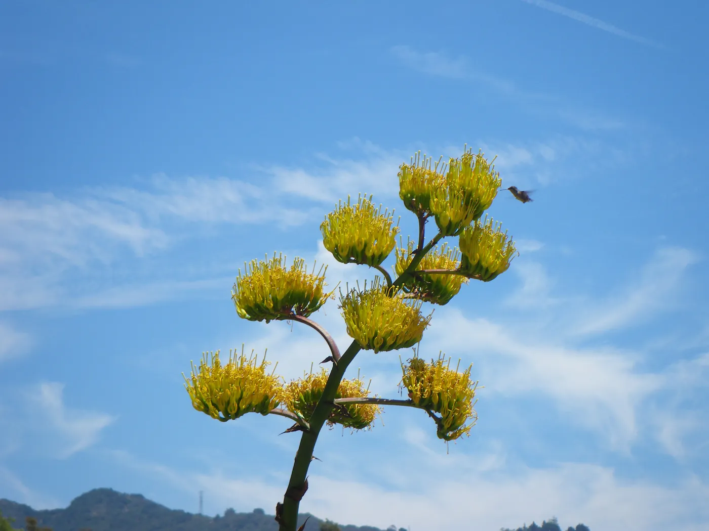 Agave y chuparosa