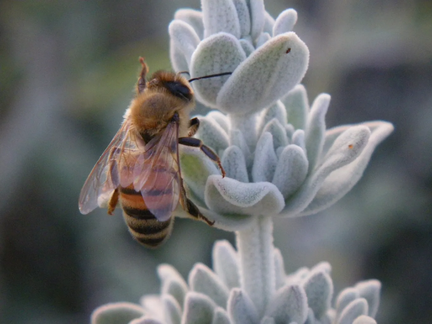 Bee in Purple Sage