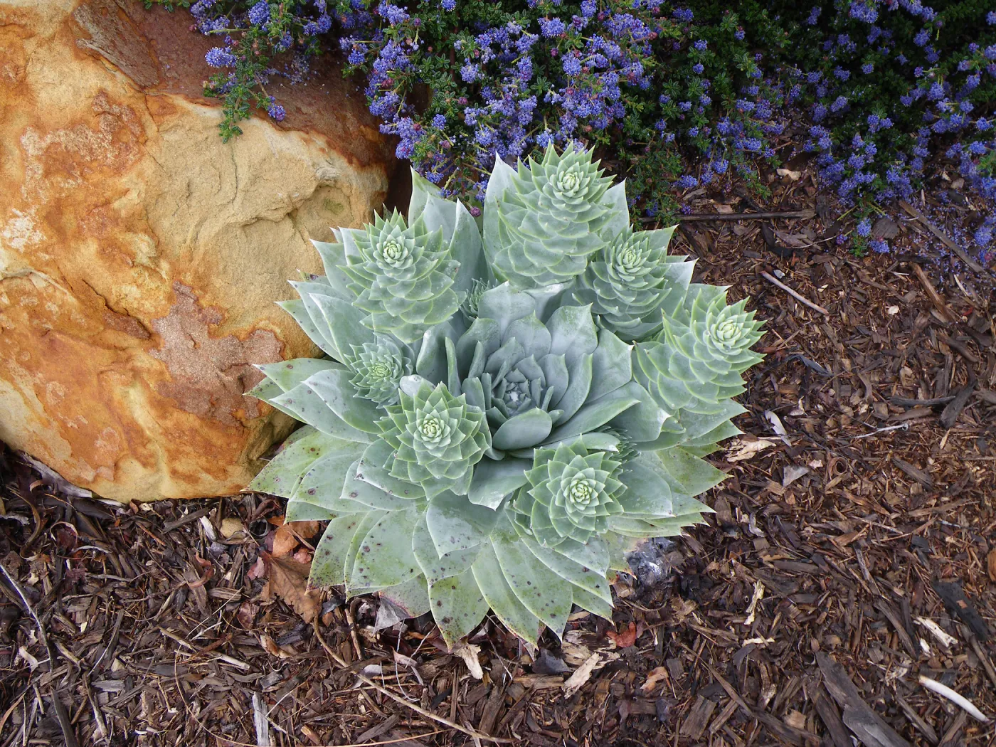 Dudleya brittonii, Finalist in 2011 Photo Contest in Closeup category