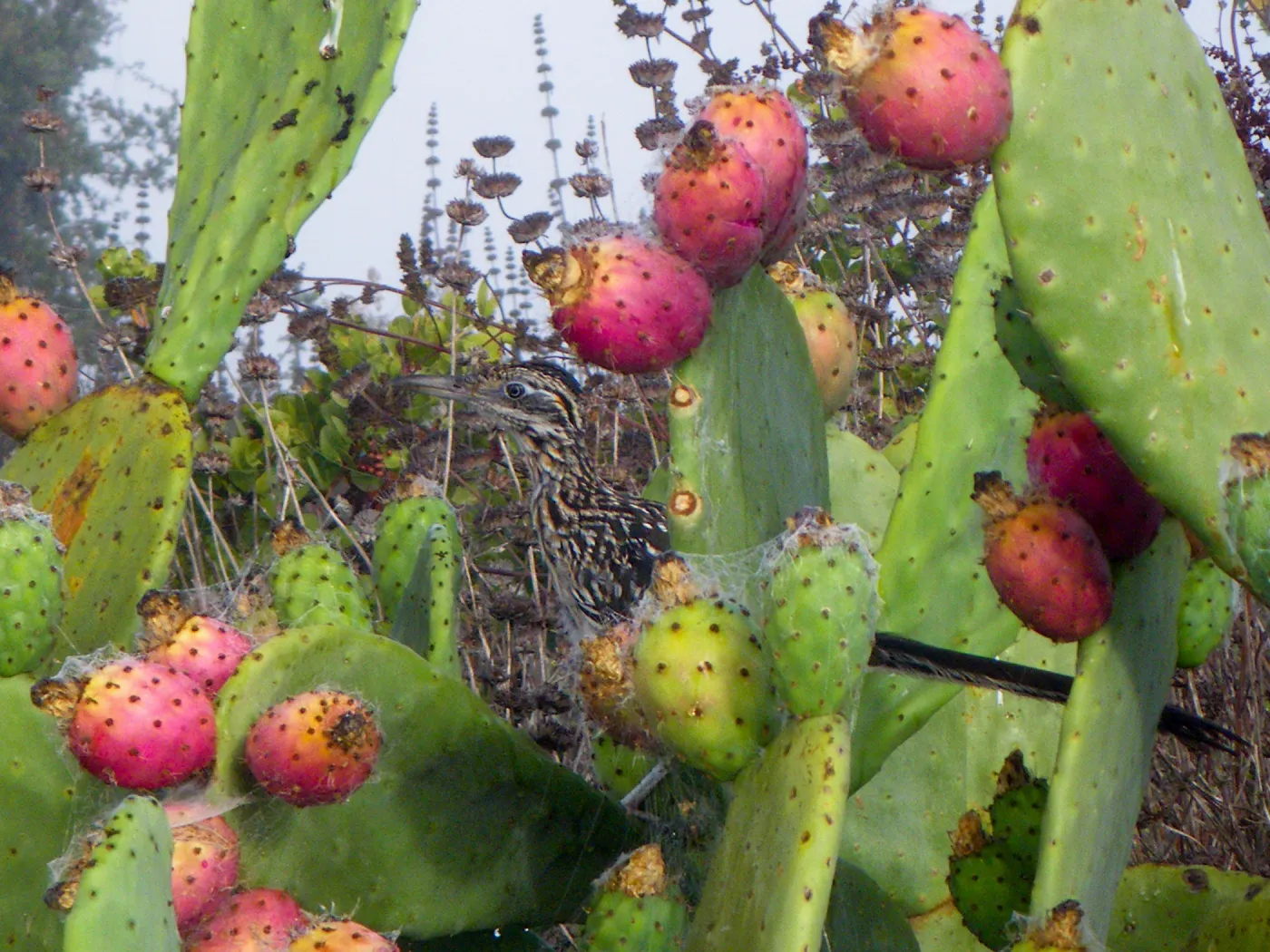 Roadrunner in Prickly Pear