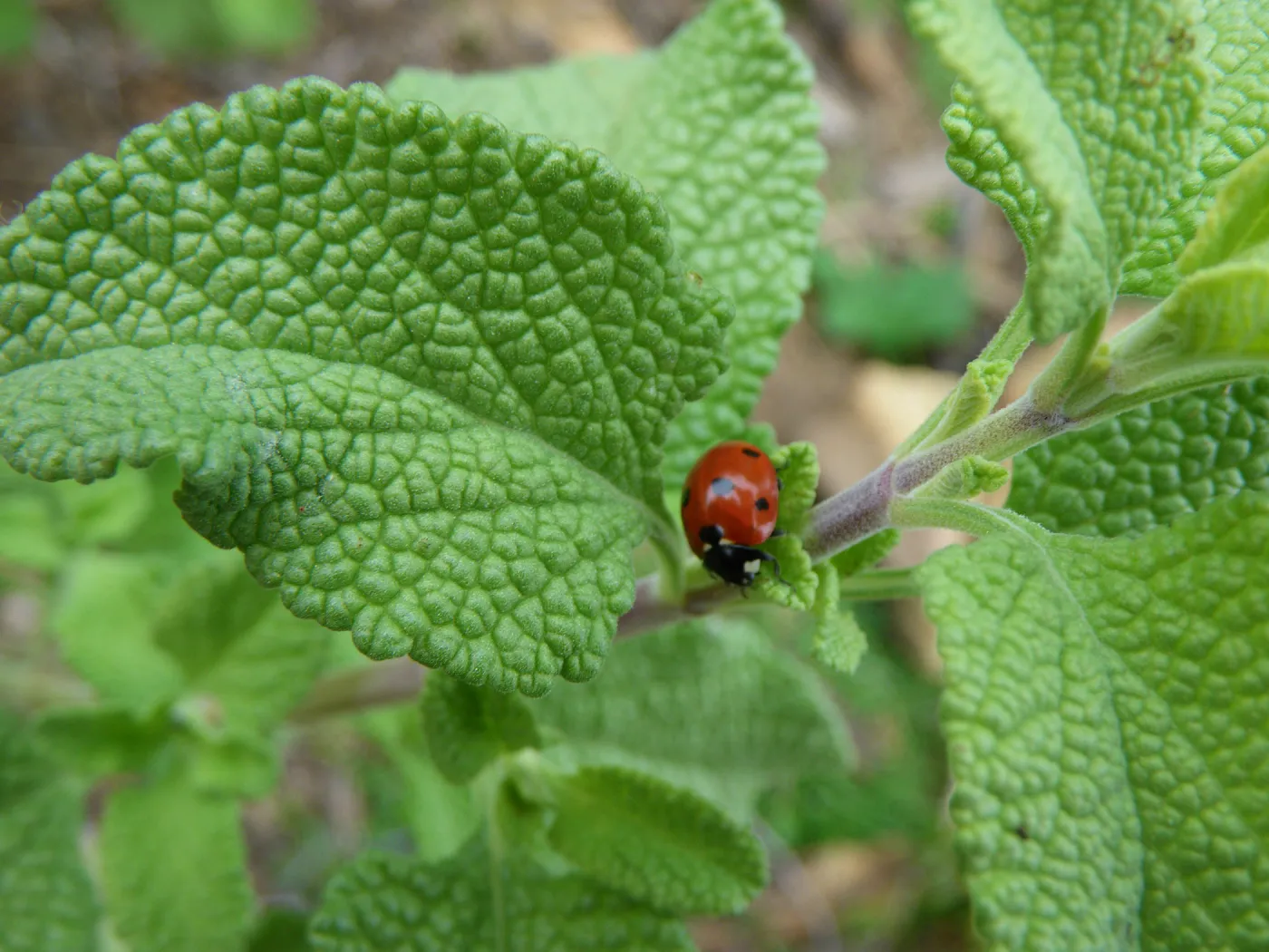 Mariquita,new dorrii hybrid