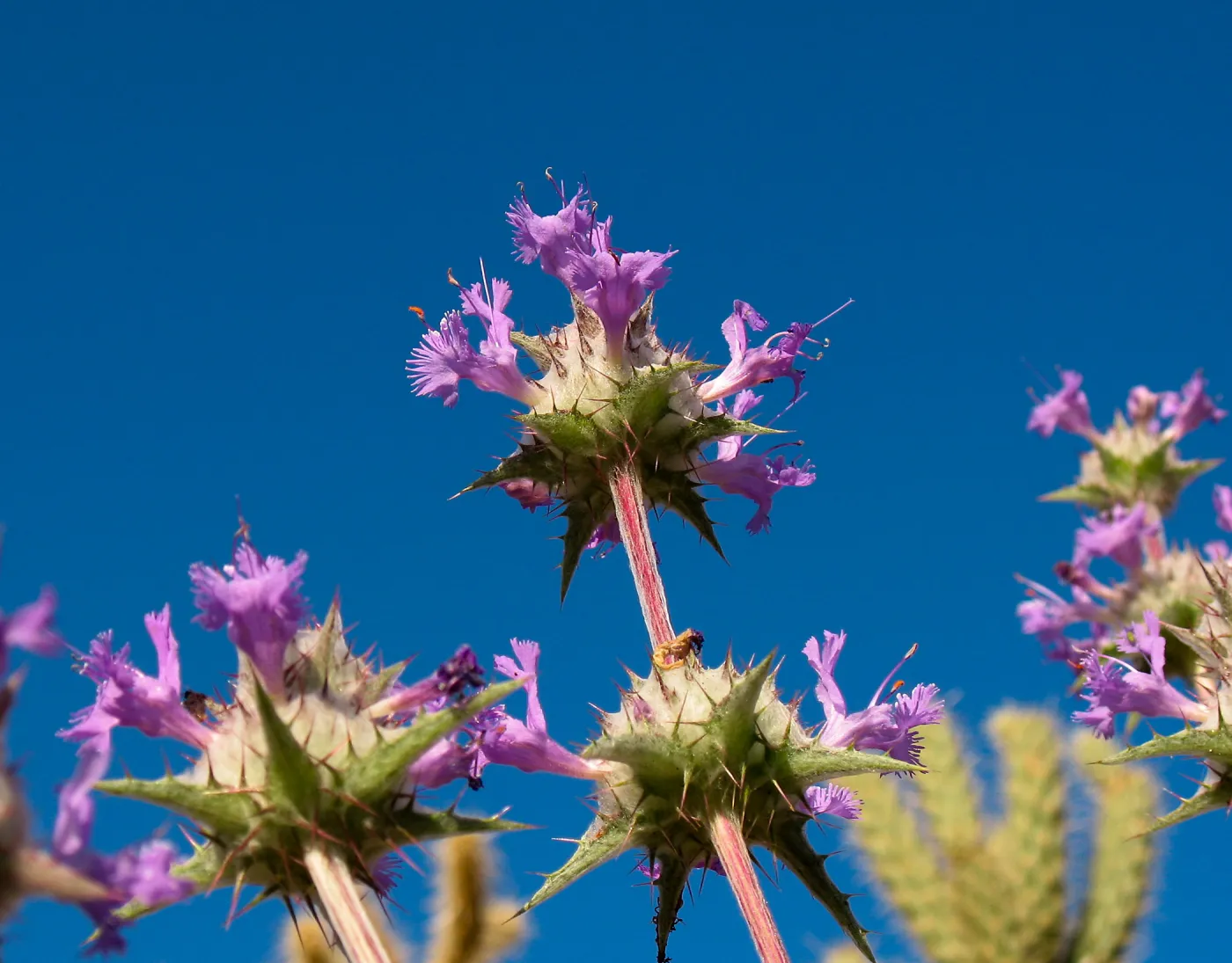 Salvia (Sage) carduacea