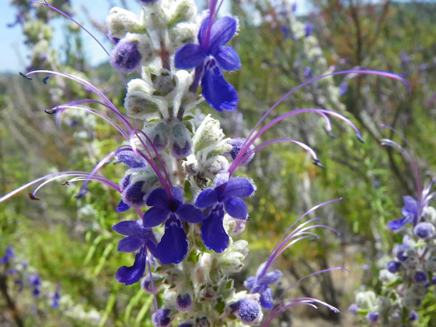 Trichostema Casitas, Finalist in 2011 Photo Contest in Closeup category