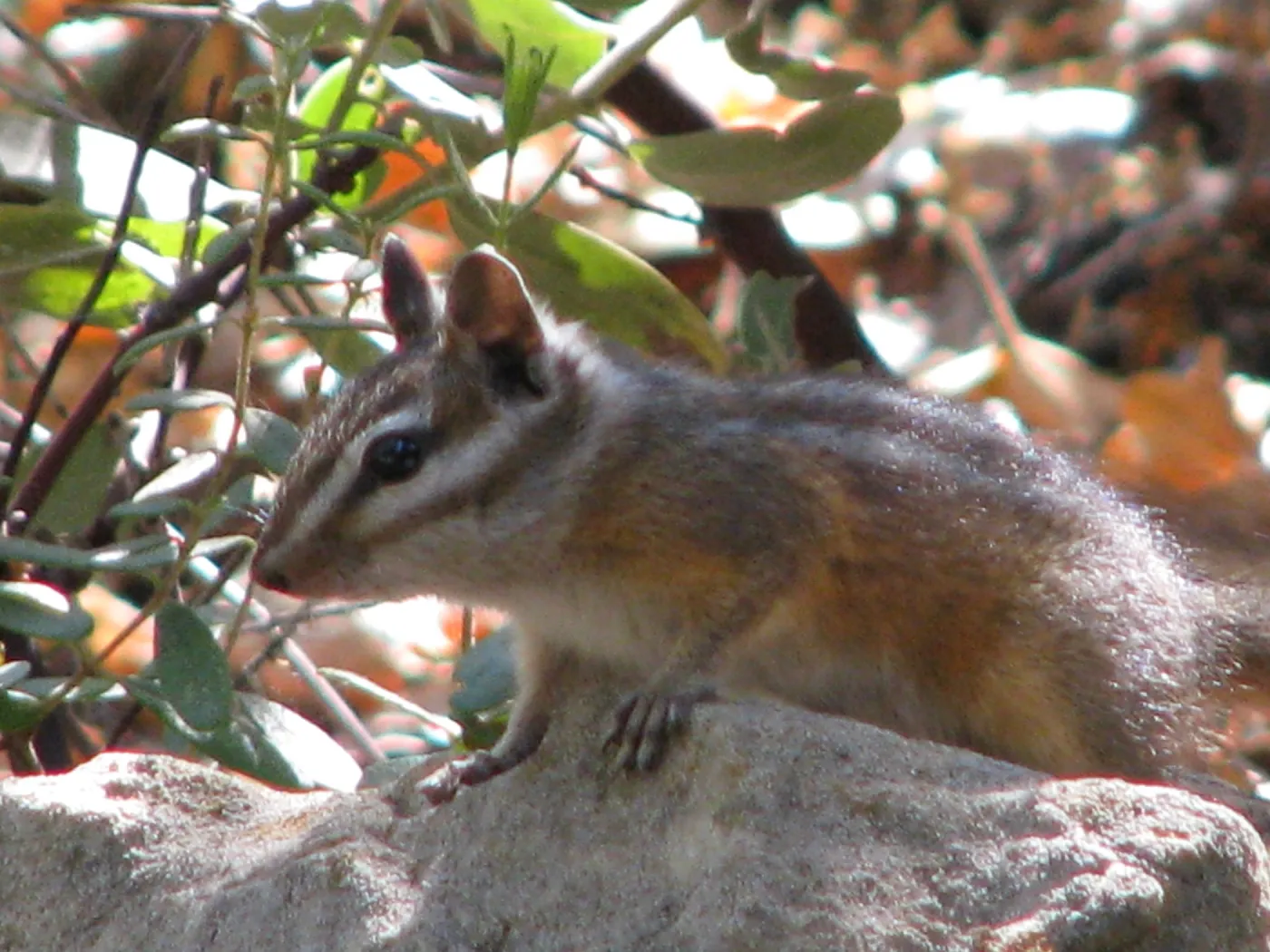 Chipmunk Botanic Garden