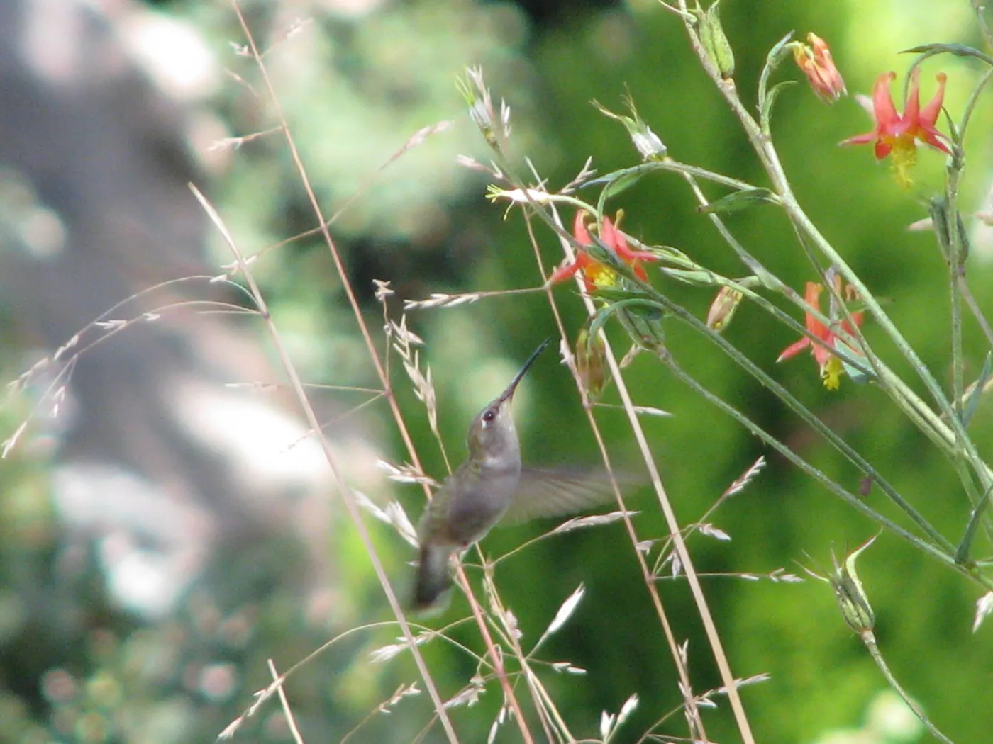 Hummingbird Botanic Garden