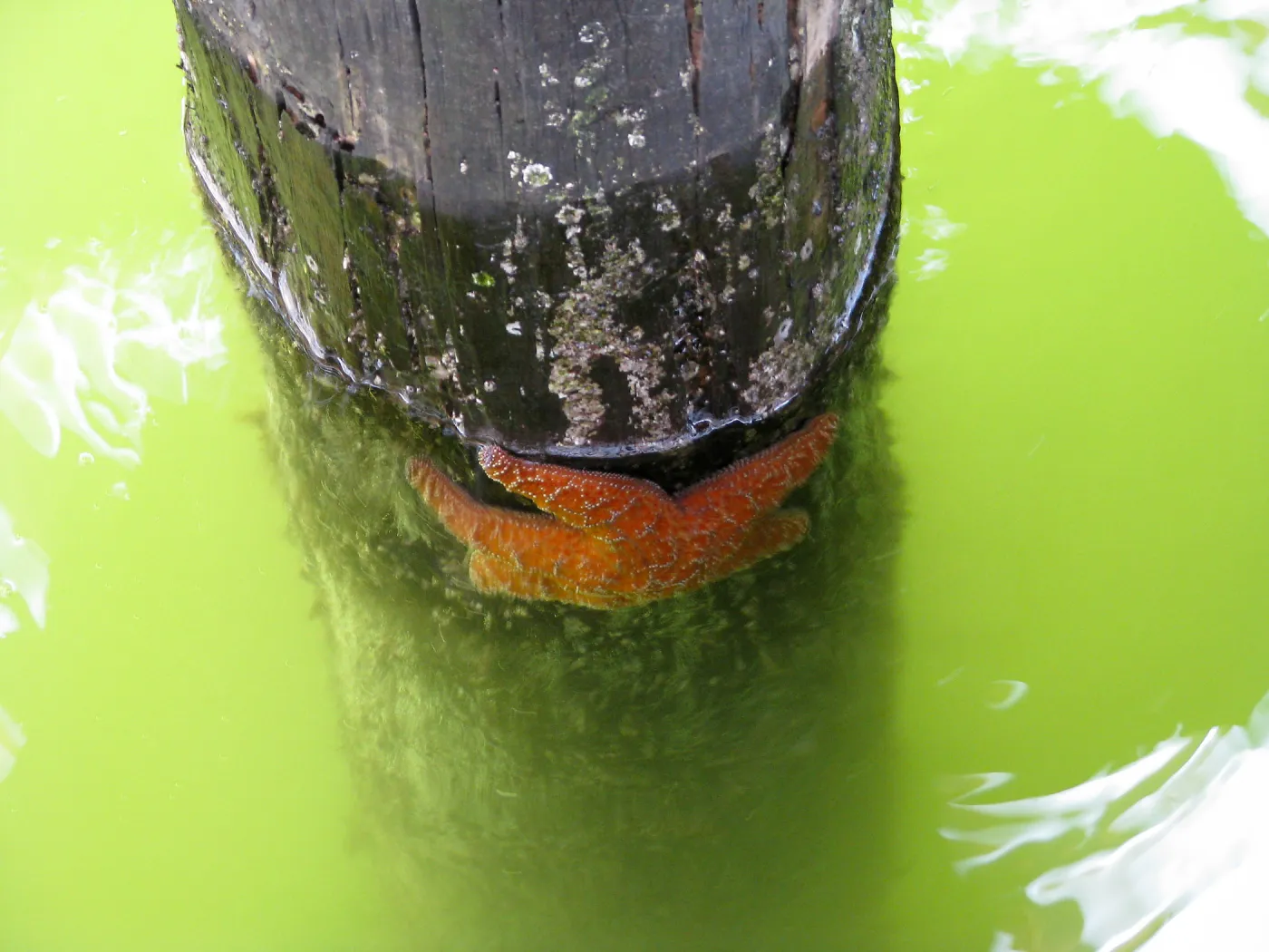 Starfish at Avila Pier