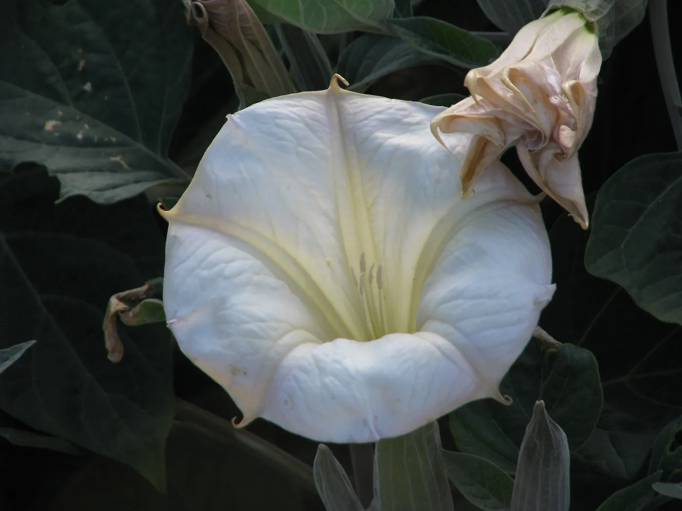 Datura