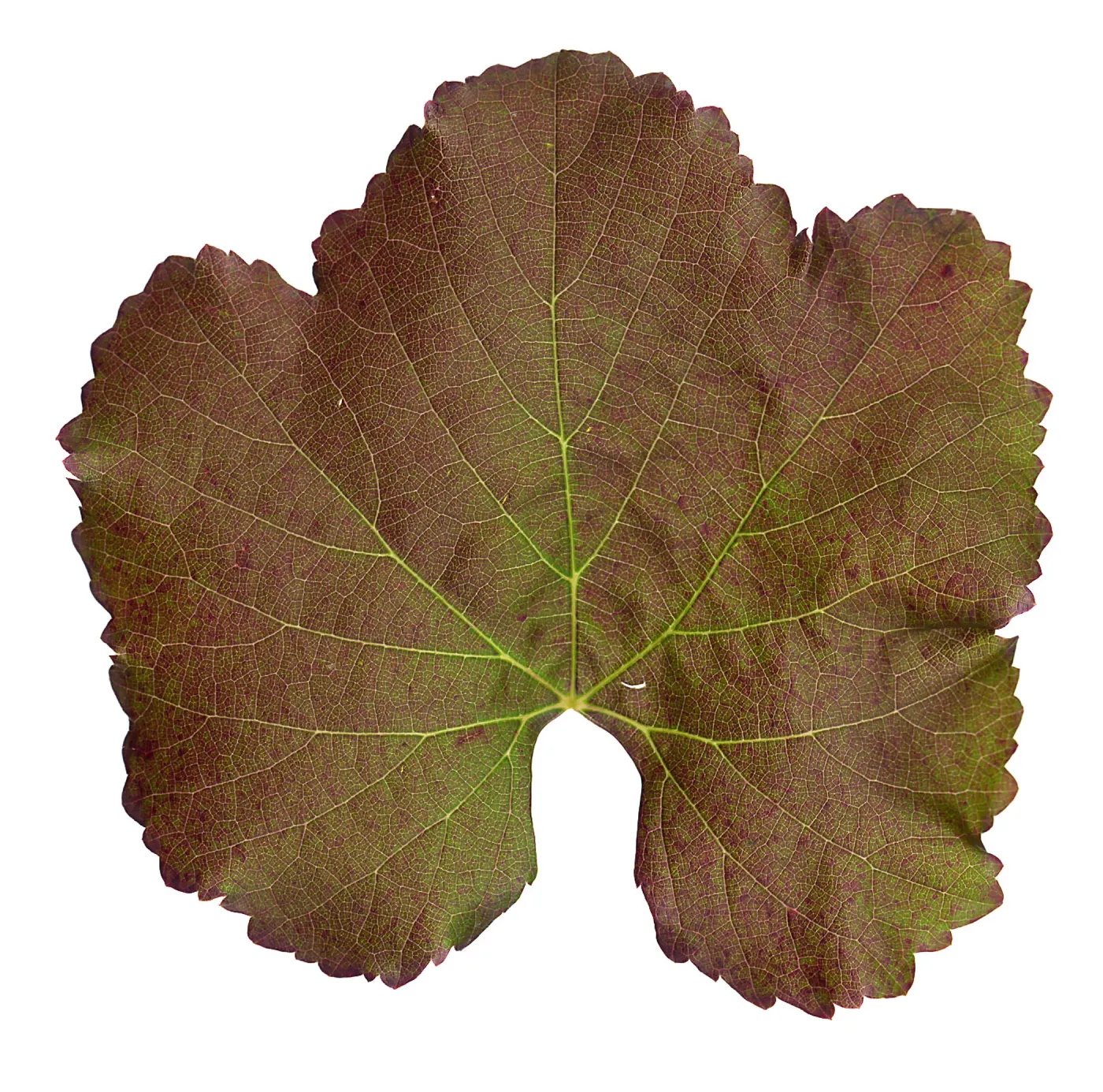 â€˜Roger's Red' California Wild Grape leaf in autumn color