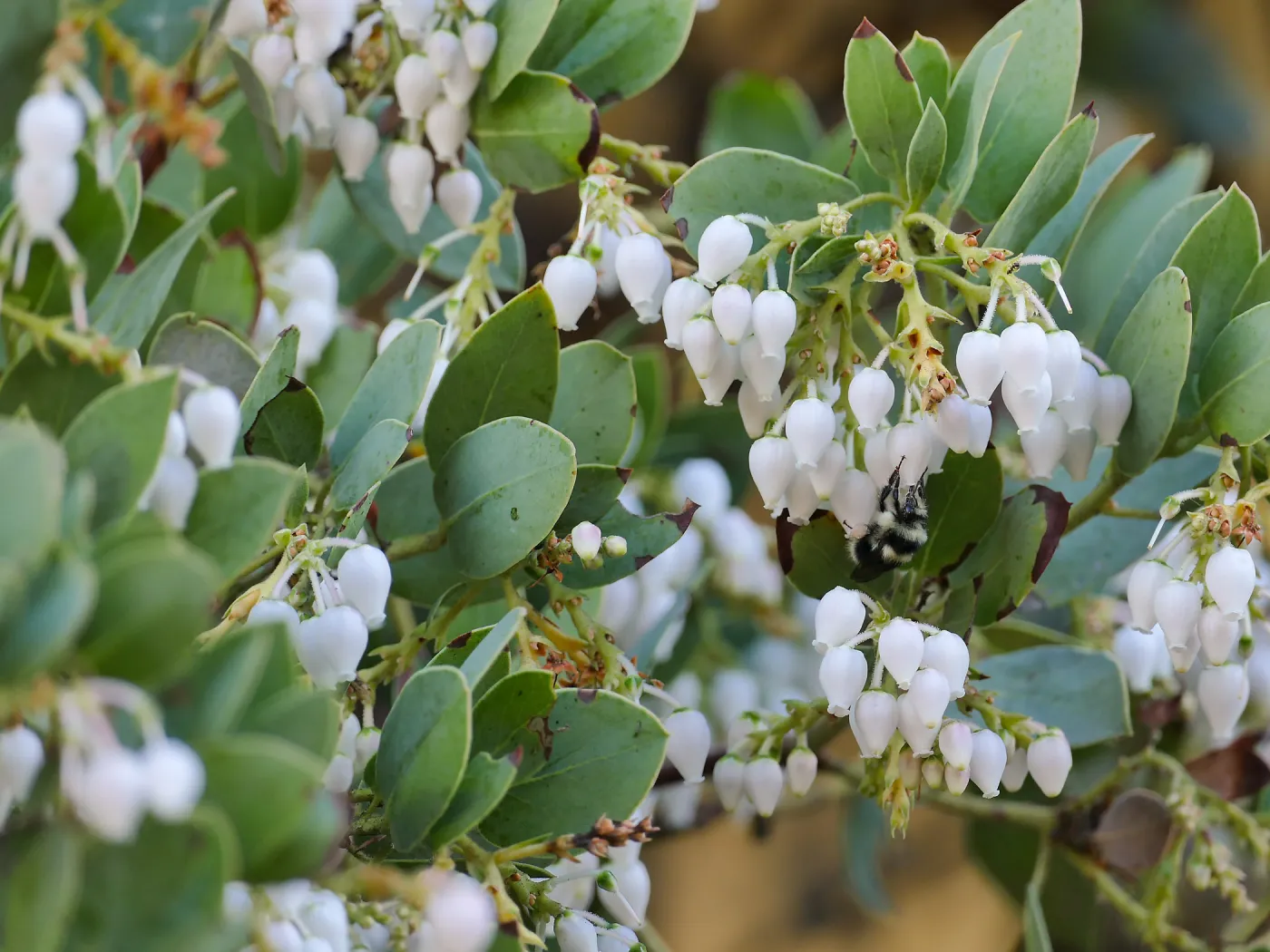 Bumblebee on Arctostaphylos glauca