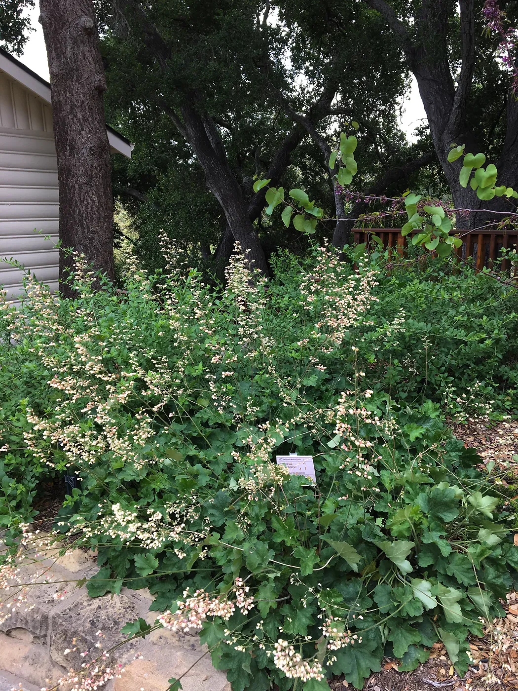 Water Wise Home Garden