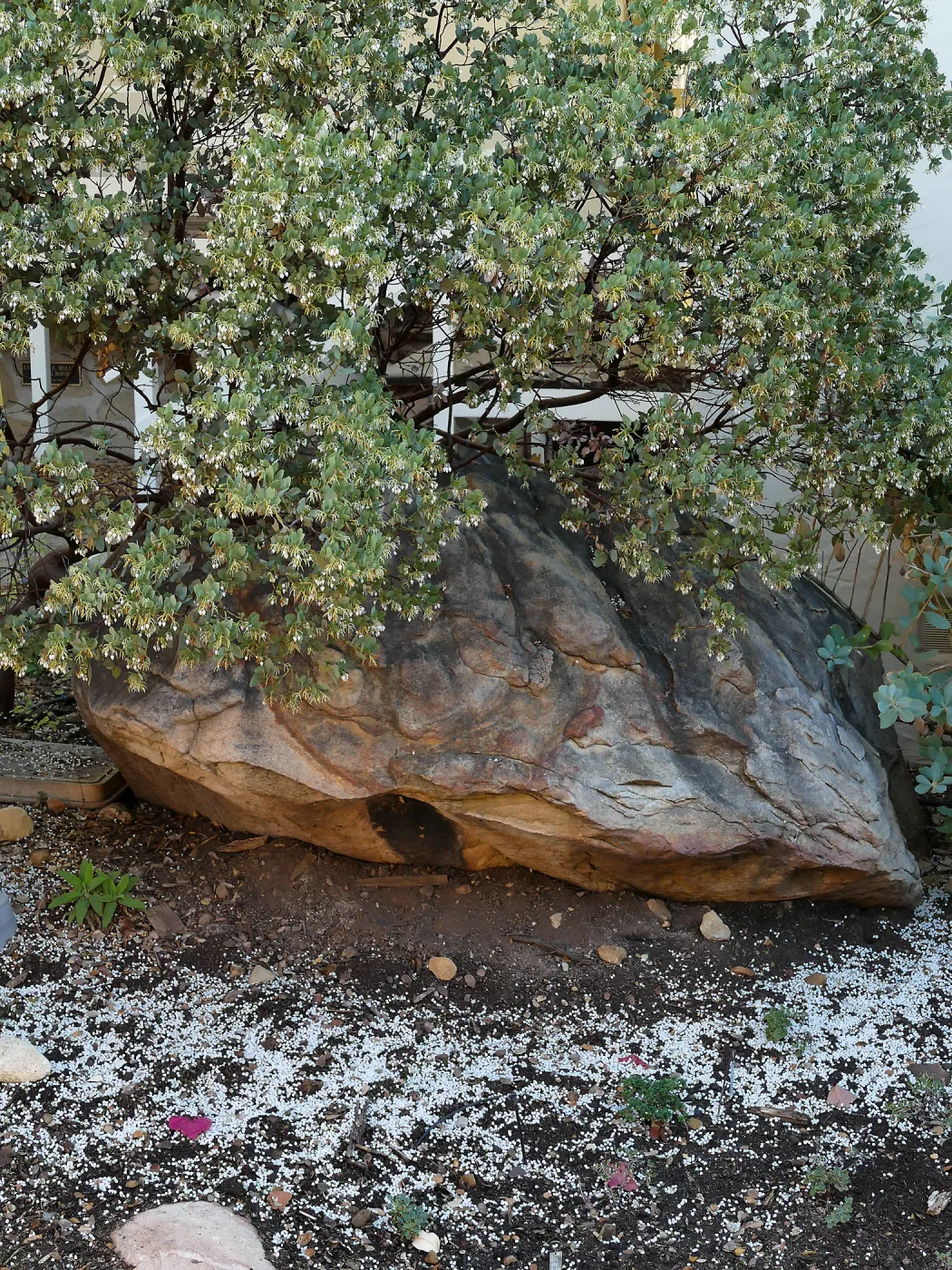 Manzanita snow