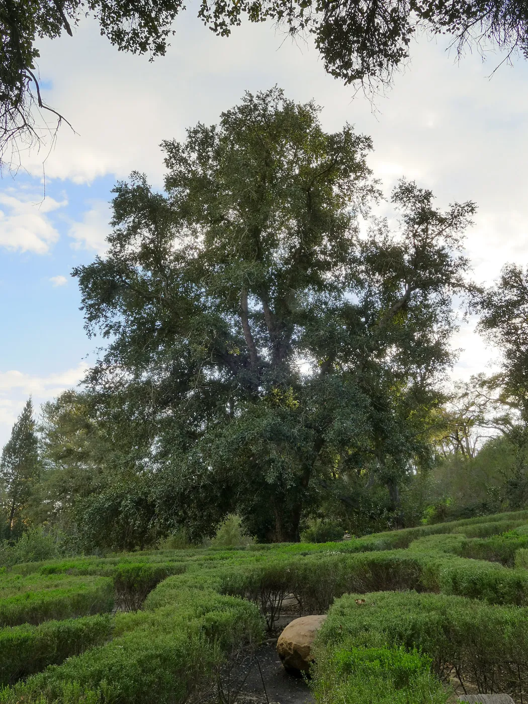 Island Oak - Champion Tree