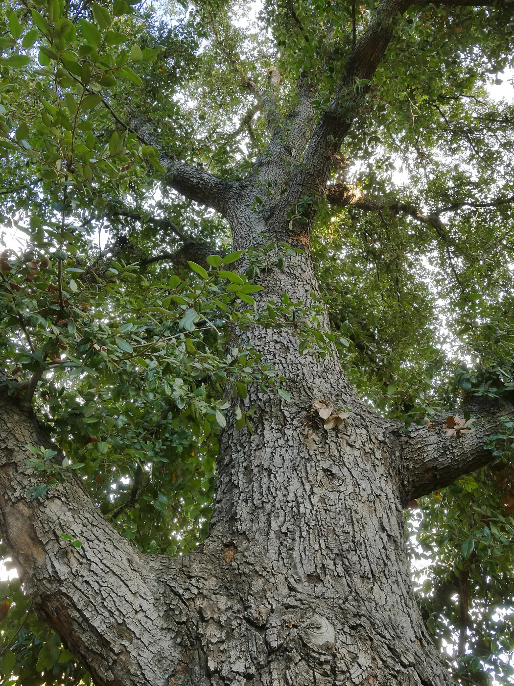 Island Oak - Champion Tree