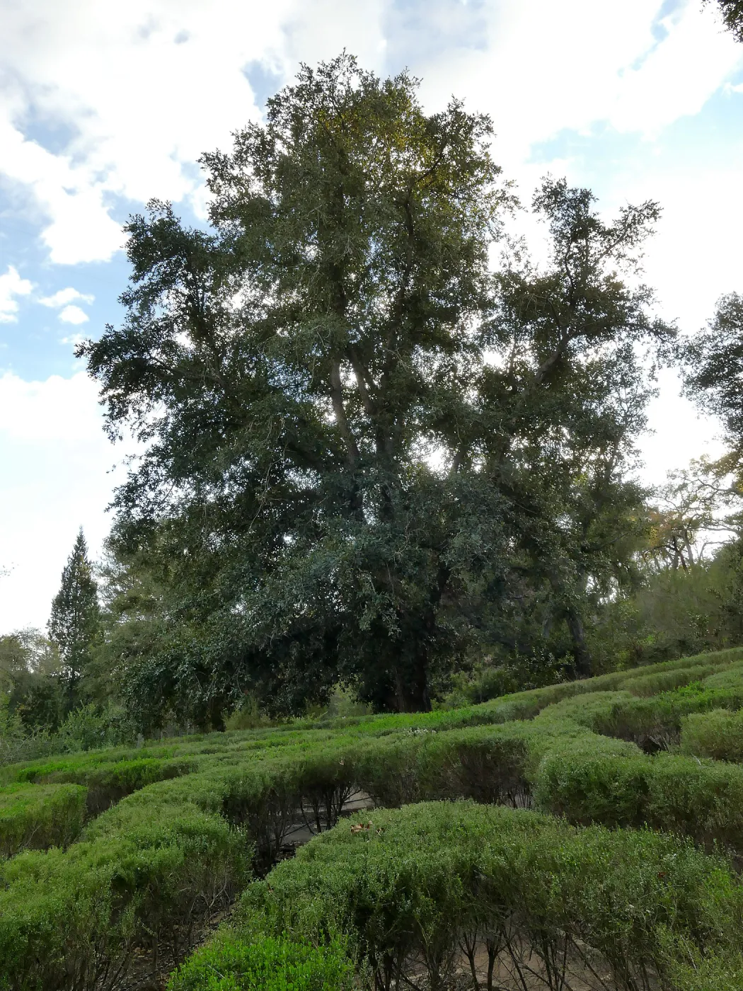 Island Oak - Champion Tree