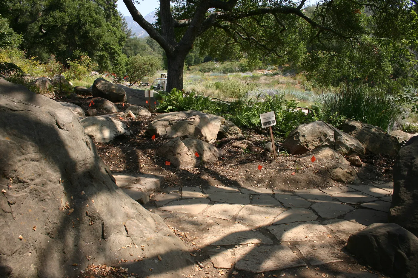 Native California Orchid Display Construction