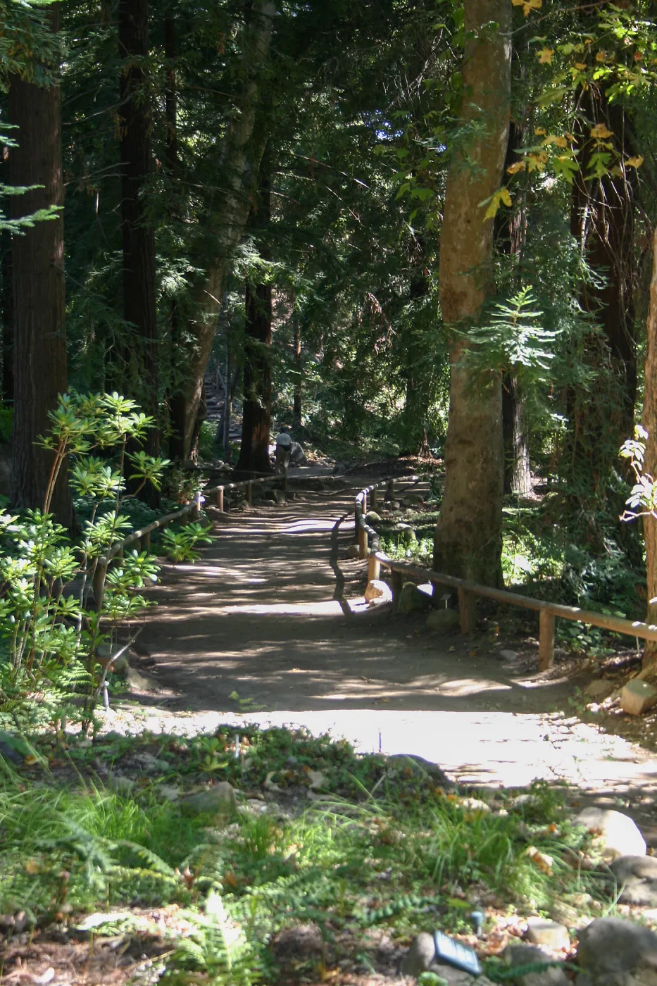 Redwood Section