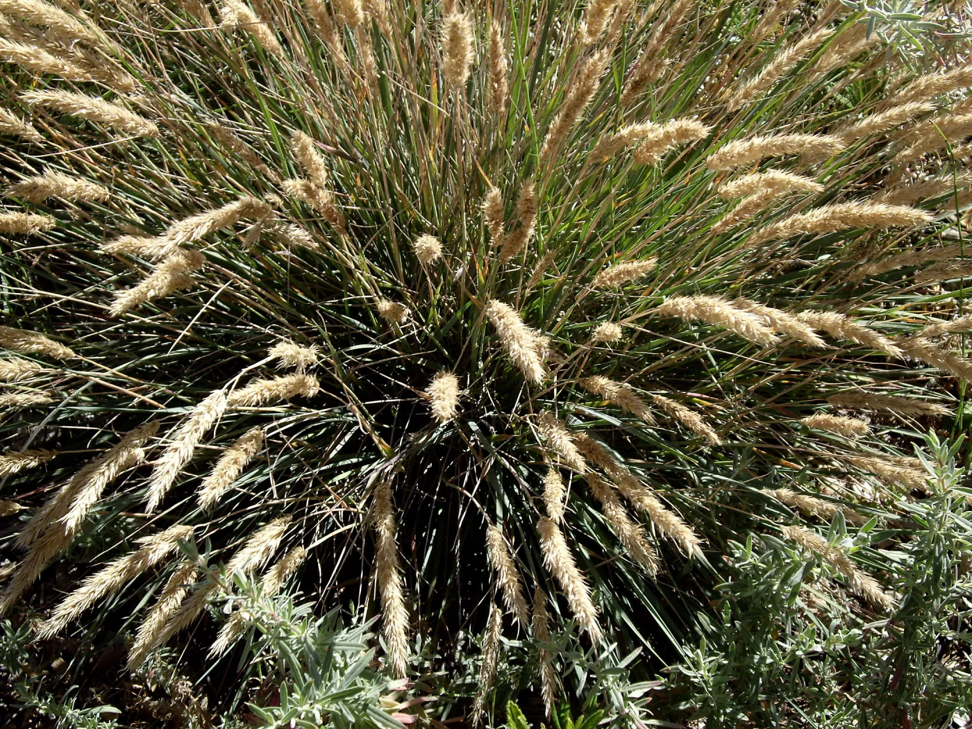 Bloom in July, Calamgrostis foliosa