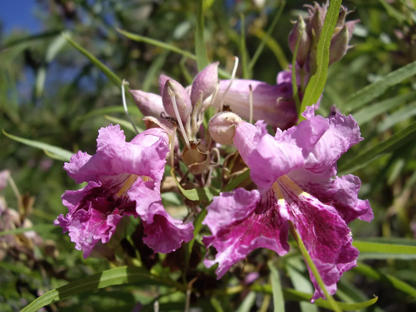 Bloom in July, Chilopsis linearis
